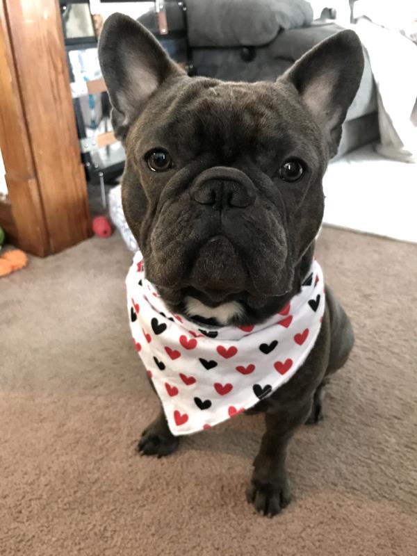 /Images/uploads/Humane Society of Lackawanna County/LoveYourPet/entries/9631thumb.jpg